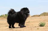 CHOW CHOW 111